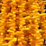 16 inches 4-7mm Yellow Bamboo Branch Coral Beads Loose Strand