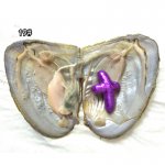 Wholesale Oyster with Single Lilac 15-40mm AA Cross Pearl