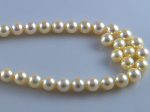 16 inches AAA 6.0-6.5mm Round Golden Akoya Pearls Loose Strand