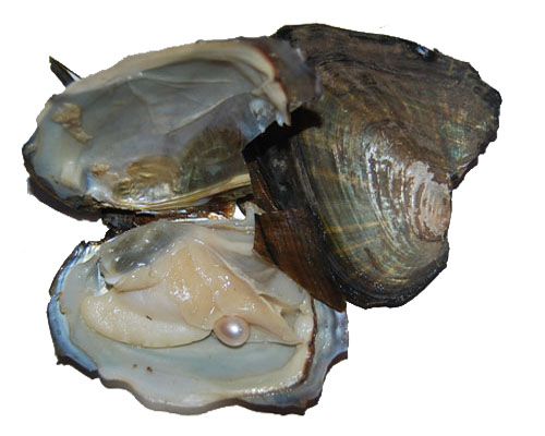 Farm Wholesale Vacuum Packed Oyster with Single 6-7mm Rice Pearl