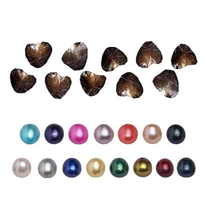 Wholesale Freshwater Mussel with Single AA Colored Natural Pearl