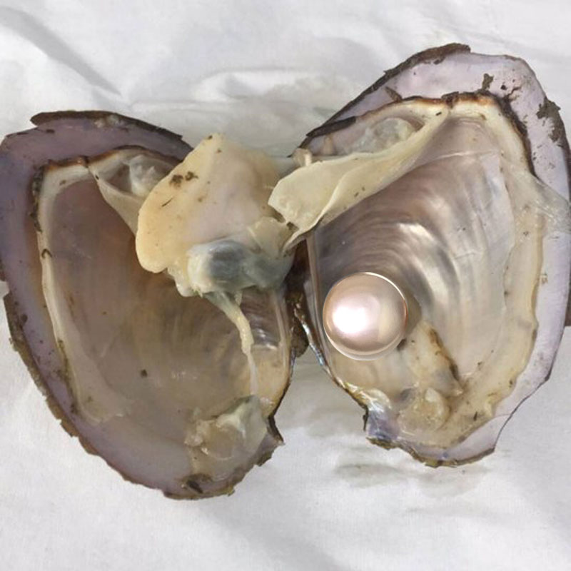 Wholesale Oyster with Single AA Pink Coin Shaped Natural Pearl