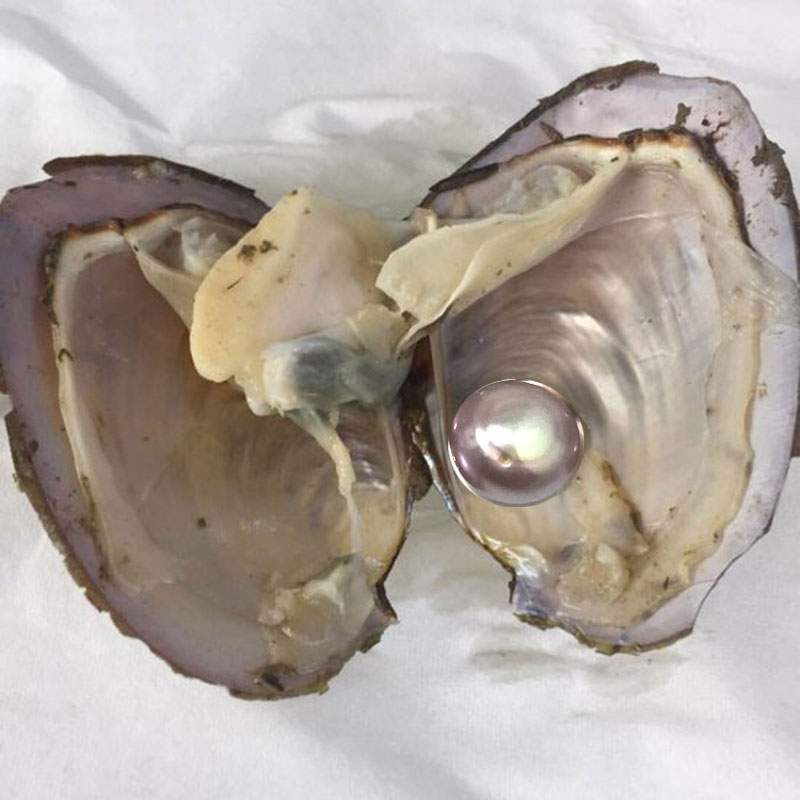 Wholesale Oyster with Single AA Lavender Coin Shaped Natural Pearl