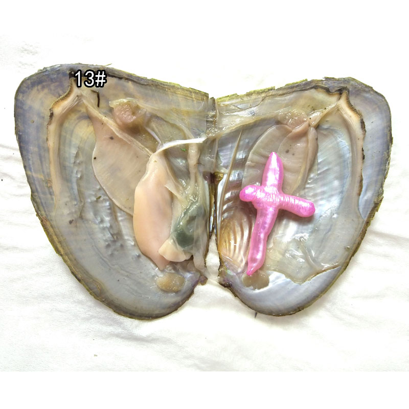 Wholesale Oyster with Single Light Pink 15-40mm AA Cross Pearl