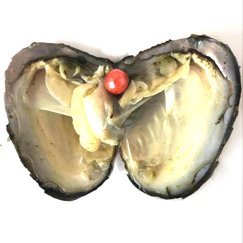 Wholesale Mussel with Single 9-10mm Red Colored Near Round Pearl
