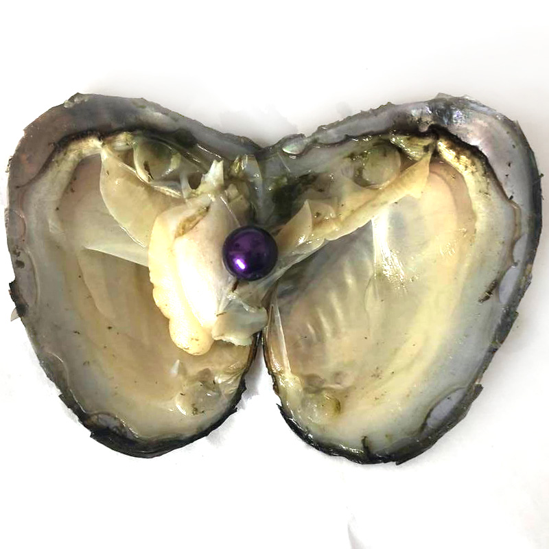 Wholesale Mussel with Single 9-10mm Violet Colored Near Round Pearl
