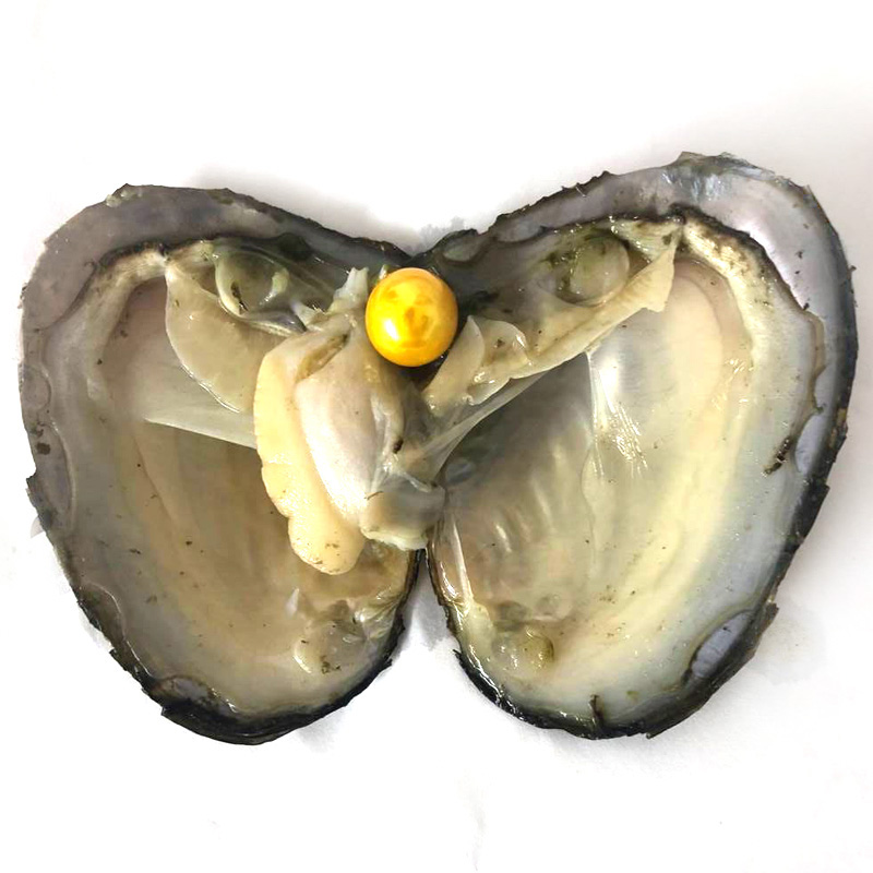 Wholesale Mussel with Single 9-10mm Yellow Colored Near Round Pearl