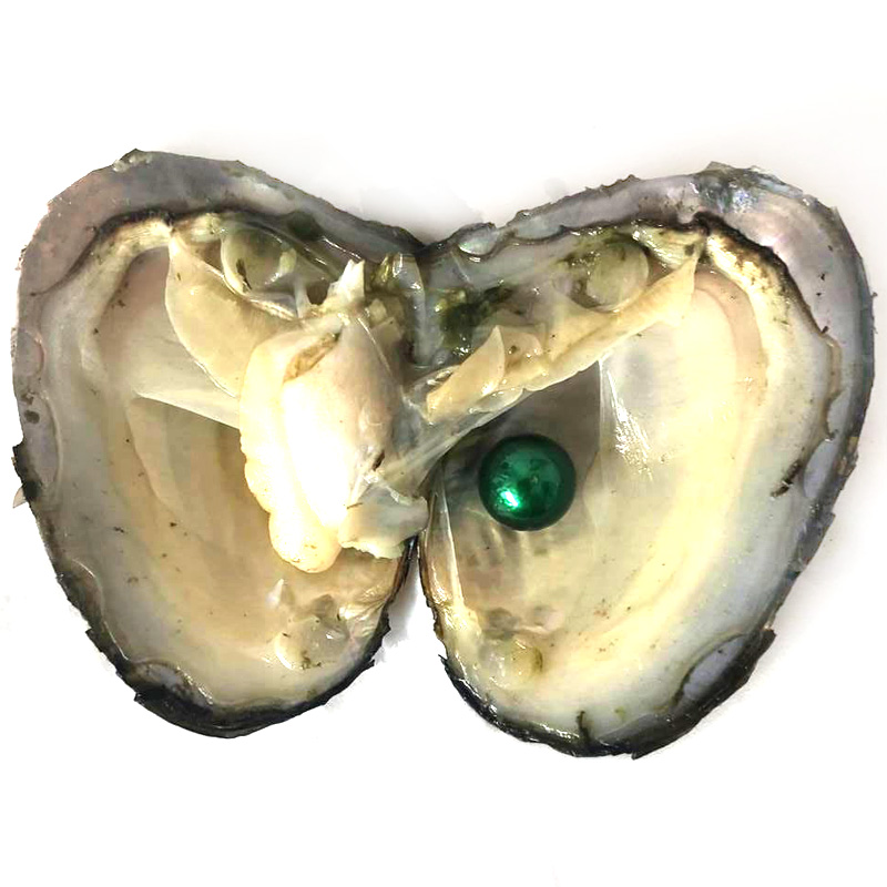 Wholesale Mussel with Single 9-10mm Olive Green Colored Near Round Pearl