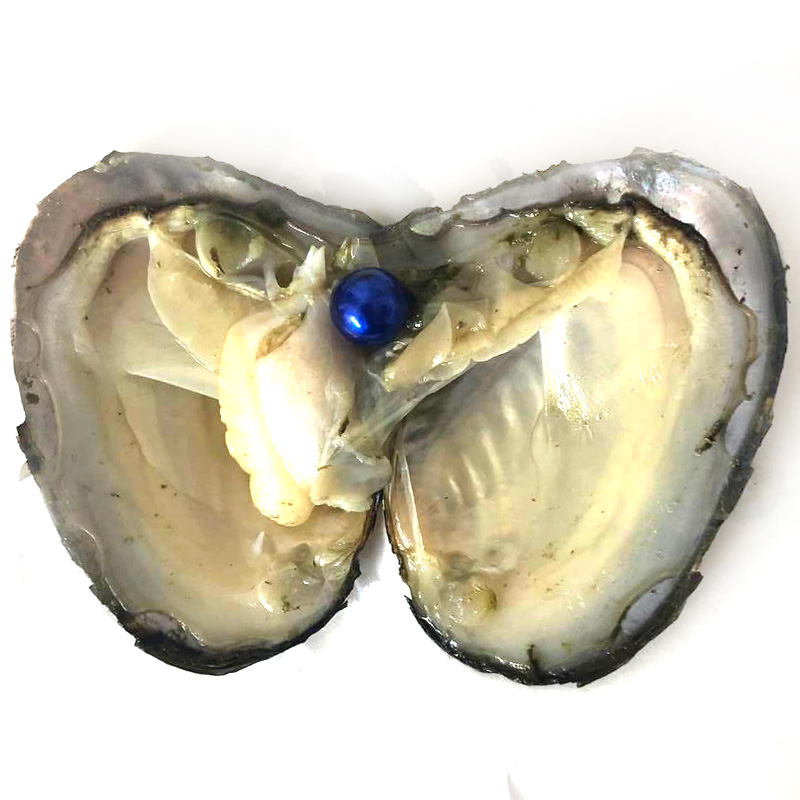 Wholesale Mussel with Single 9-10mm Acid Blue Colored Near Round Pearl