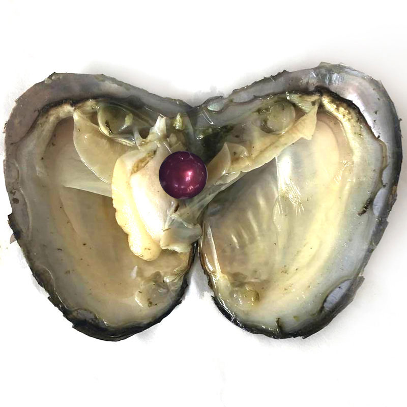 Wholesale Mussel with Single 9-10mm Wine Colored Near Round Pearl