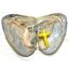 Wholesale Oyster with Yellow Single 15-40mm AA Cross Pearl