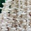 16 inches 4-7mm White Branch Bamboo Coral Beads Loose Strand