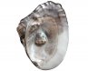 Maitreya Style Customized Natural Cultured Oyster Shell