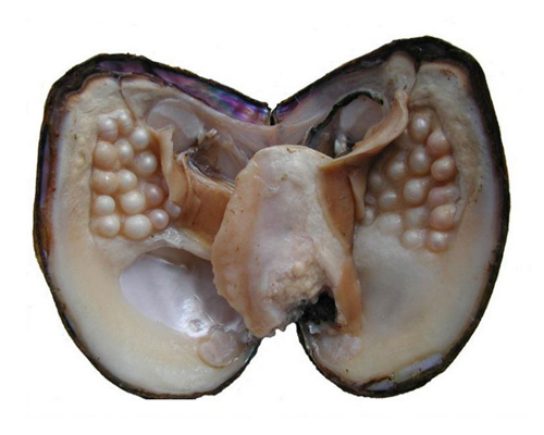 Wholesale 15-20cm Large Giant Monster Oyster with Multiple Pearl