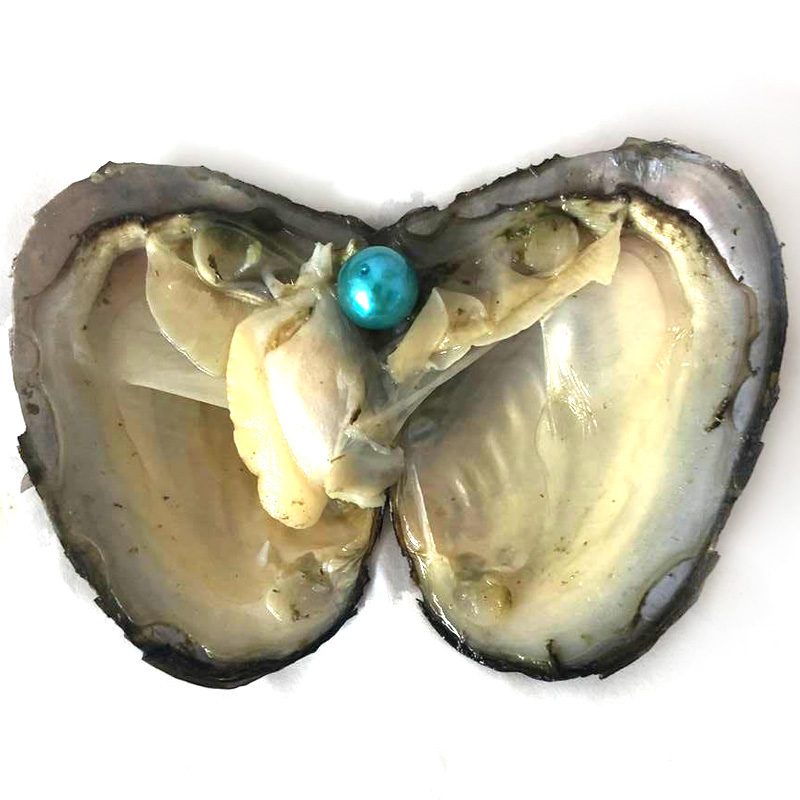 Wholesale Mussel with Single 9-10mm Teal Blue Colored Near Round Pearl
